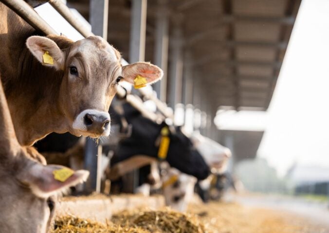 Photo shows a row of cows looking out from between bars, with one turned towards the camera