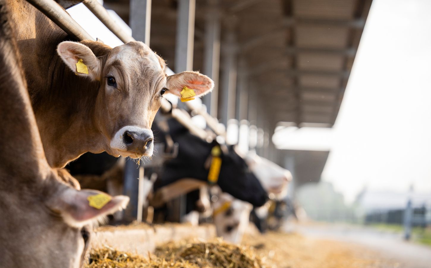 Photo shows a row of cows looking out from between bars, with one turned towards the camera