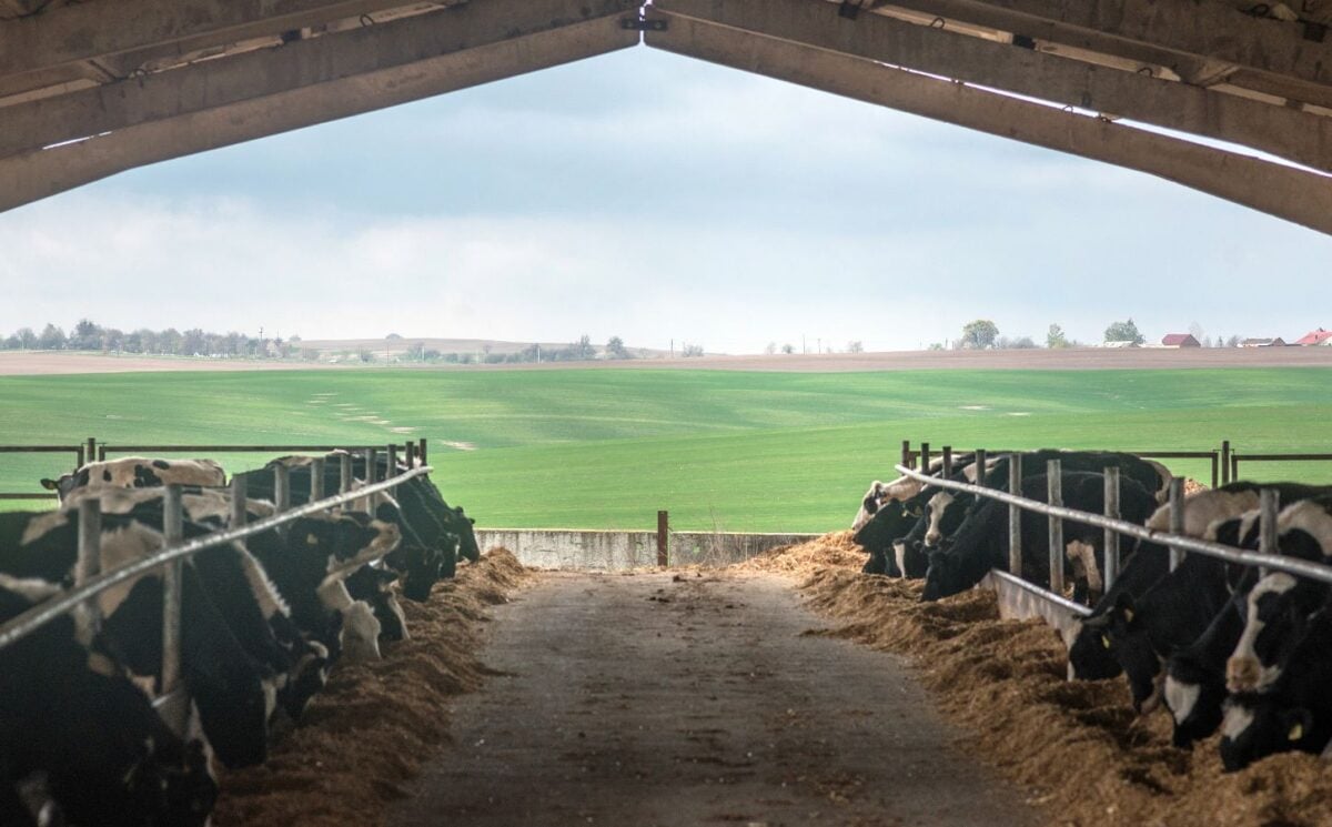 Cows in a barn in front of a large field