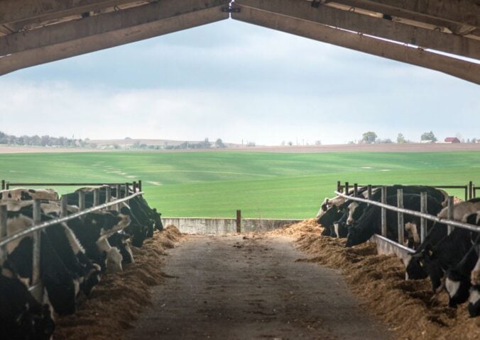 Cows in a barn in front of a large field