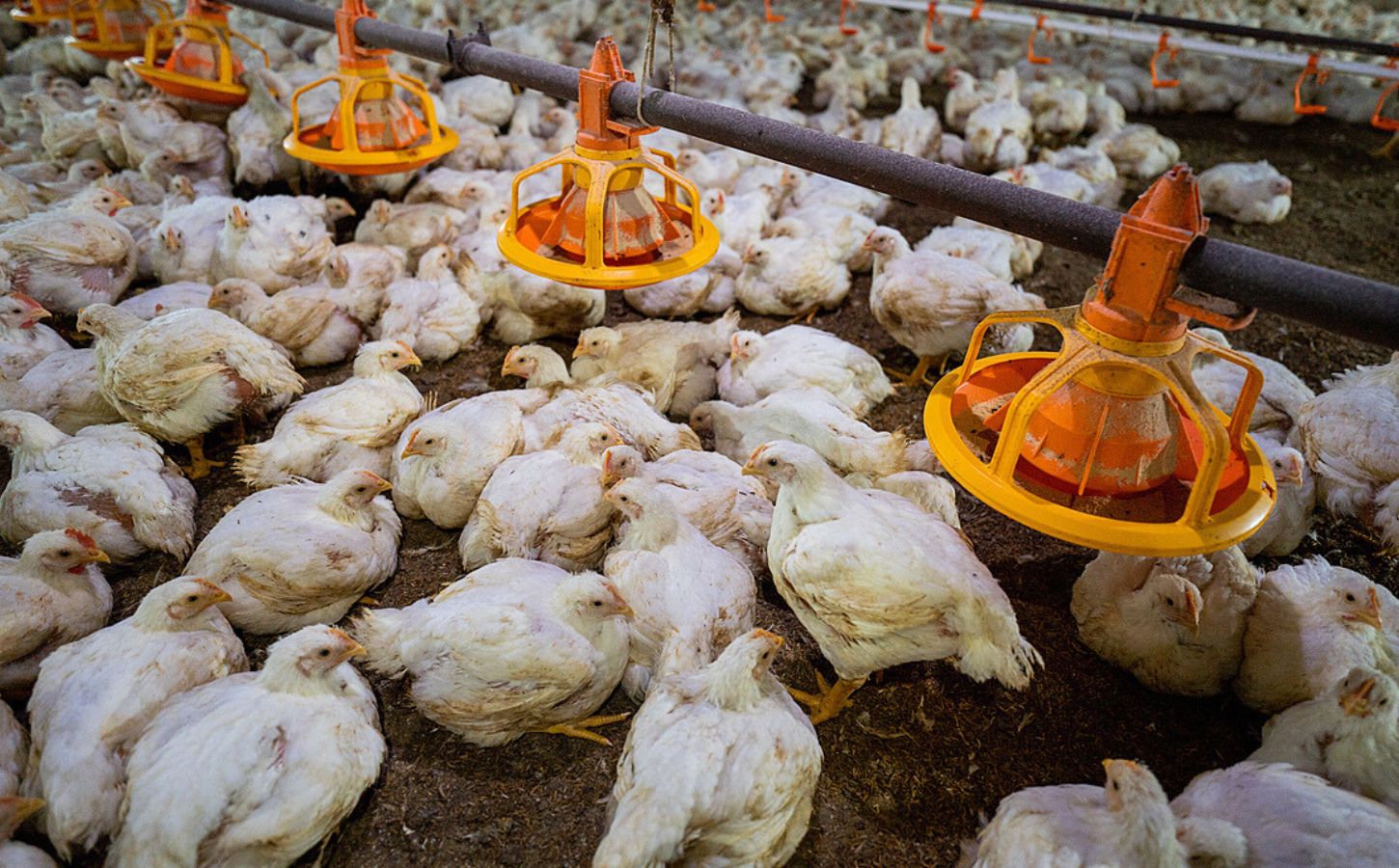 Intensification at a chicken farm, which the FAO roadmap suggests could be a solution to the climate crisis