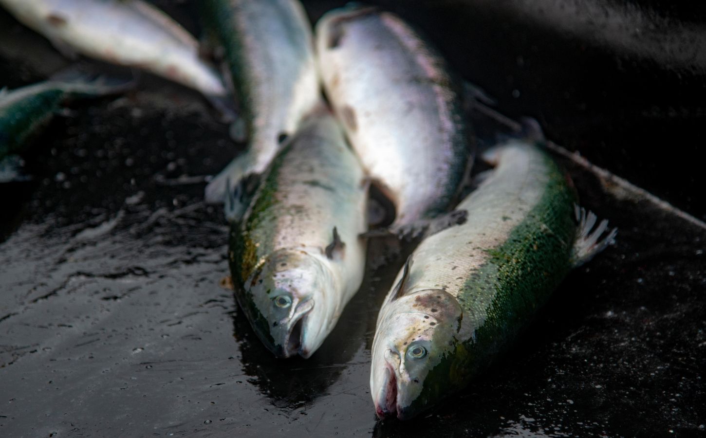 Farmed salmon have been dying on Scottish farms