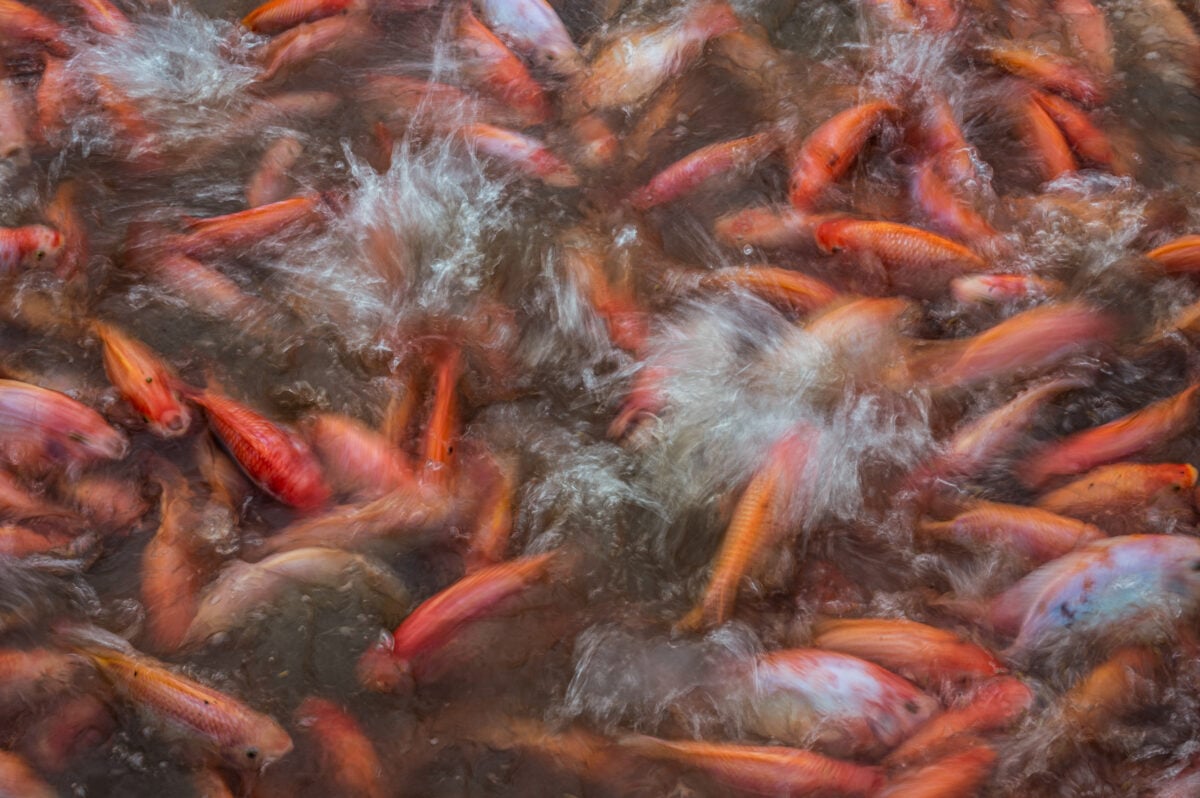 Fishes suffering on an intensive fish farm