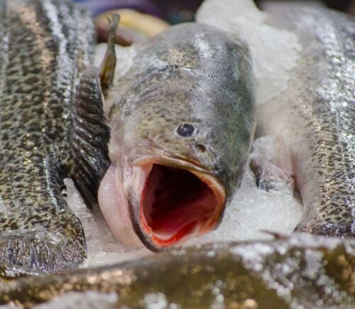 Murray cod fish from Australia, which are susceptible to parasitic infection