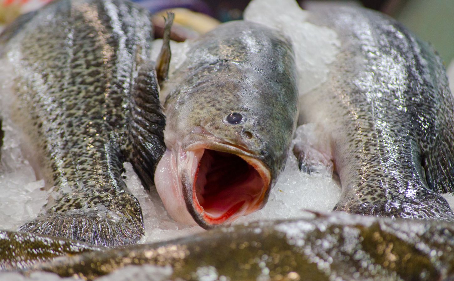 Murray cod fish from Australia, which are susceptible to parasitic infection