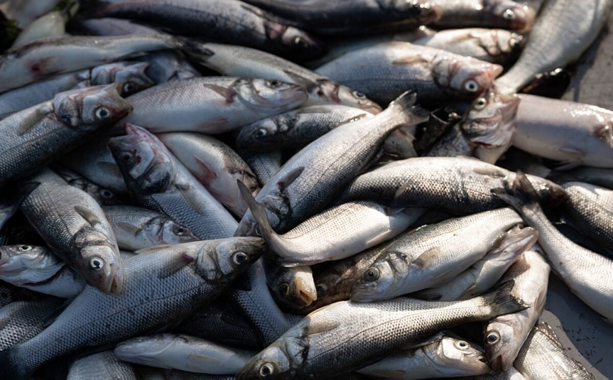 fishes harvested from the sea