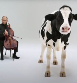 A still showing a cartoon cow and a man playing the violin, taken from an anti-dairy advert from Flora