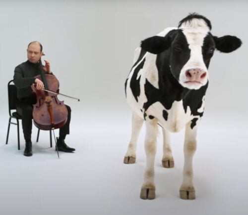 A still showing a cartoon cow and a man playing the violin, taken from an anti-dairy advert from Flora