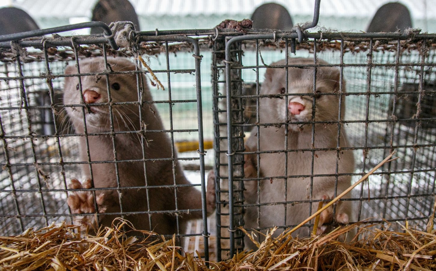 minks on a fur farm