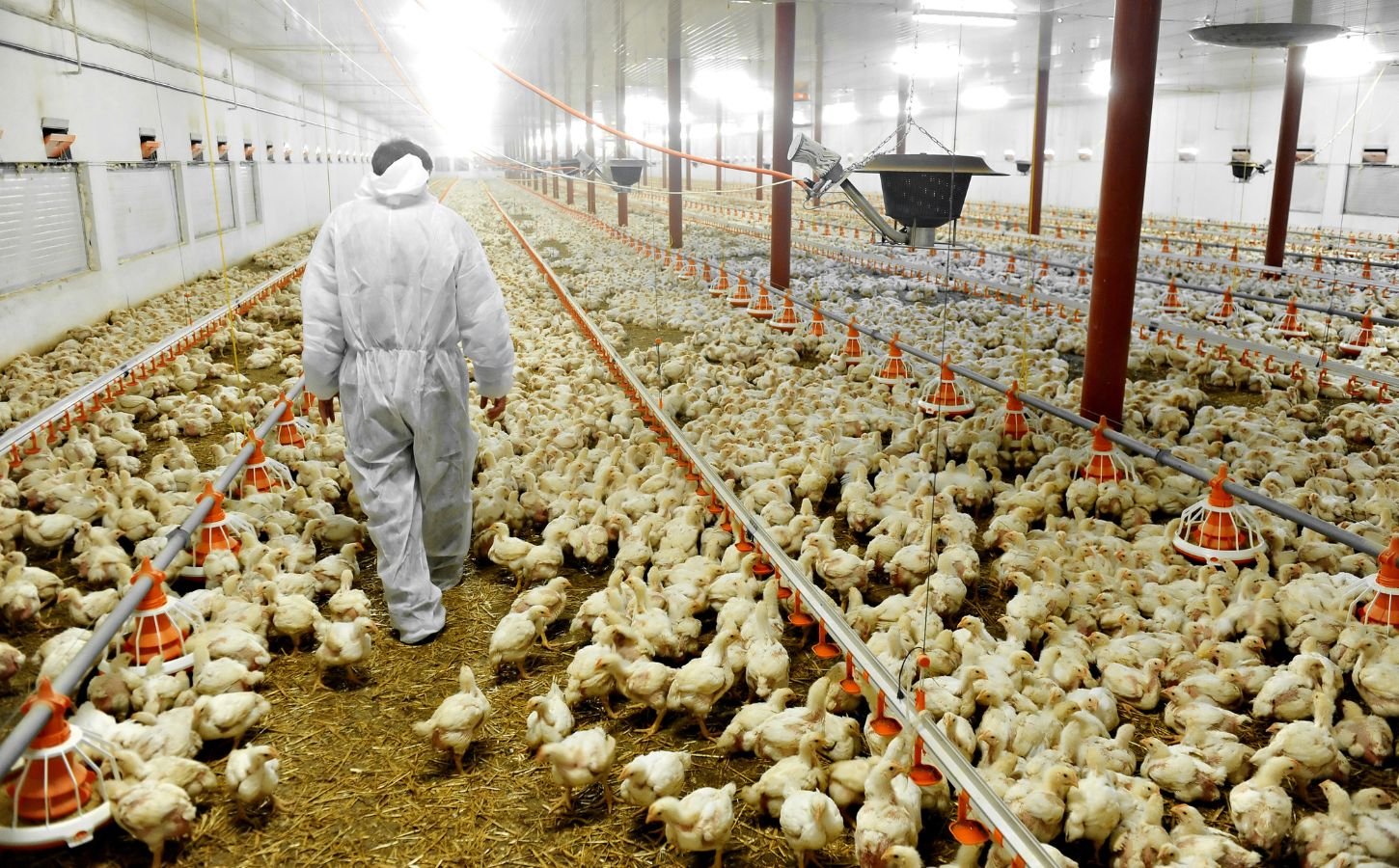 A man in a hazmat suit walking through a sea of yellow chickens in a large, brightly-lit, intensive chicken farm