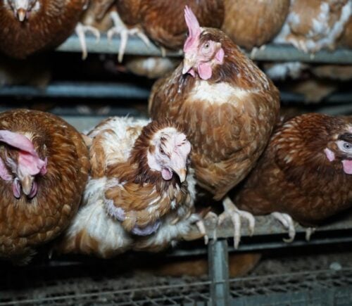 Injured hens in a "free-range" barn