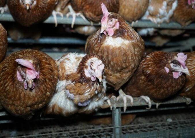 Injured hens in a "free-range" barn