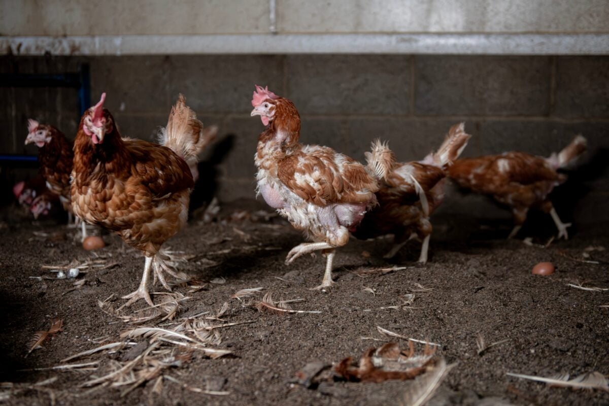 Injured hens in a "free-range" barn