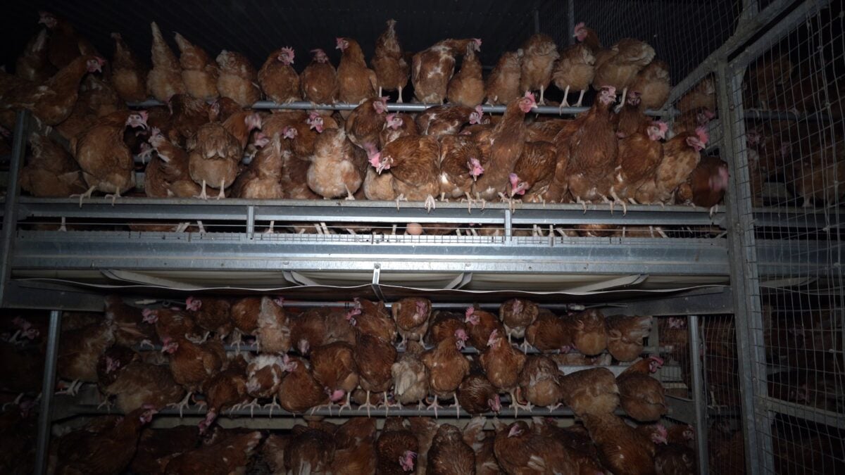 Injured hens in a "free-range" barn