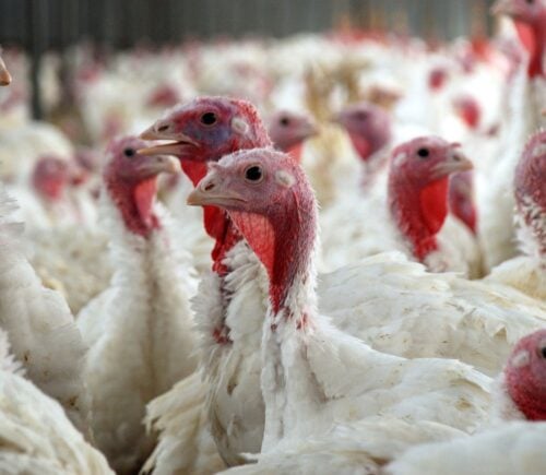 Free range turkeys have been killed amid the current bird flu outbreak