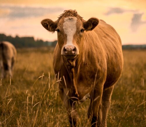 a cow standing in a field