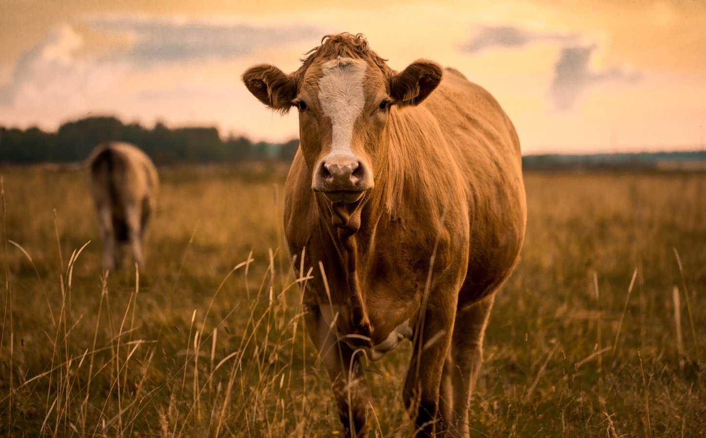 a cow standing in a field