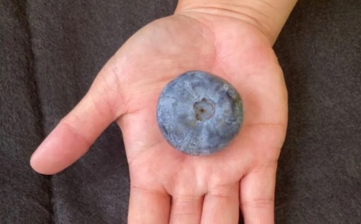 Guinness World Record blueberry