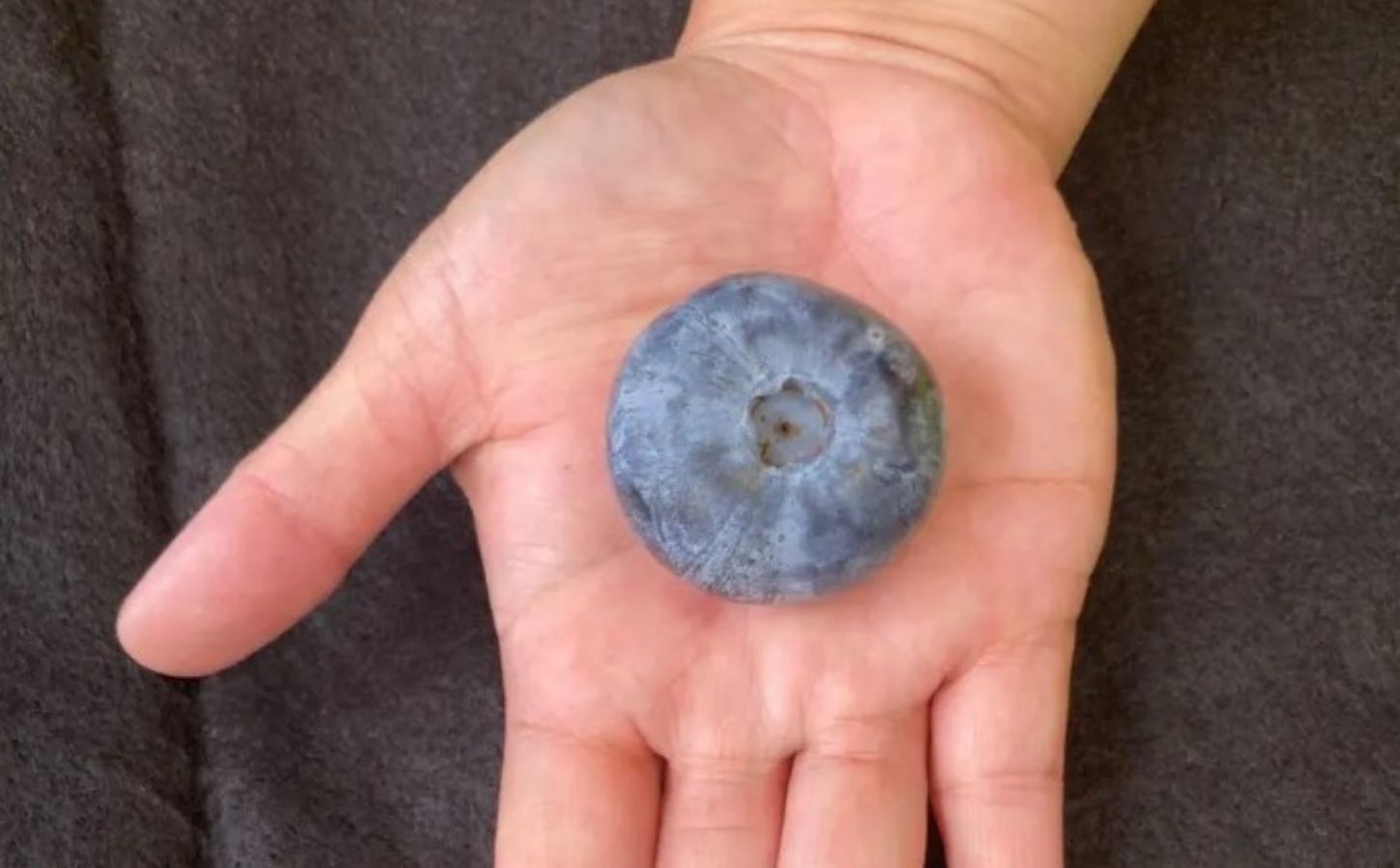 Guinness World Record blueberry