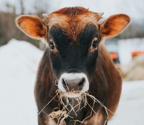 A cow at an animal sanctuary in the cold