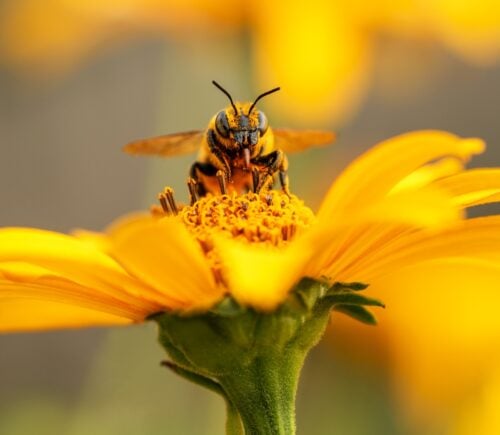 Bee and flower. Close up of a large striped bee collecting pollen on a yellow flower on a Sunny bright day. Macro horizontal photography. Summer and spring backgrounds