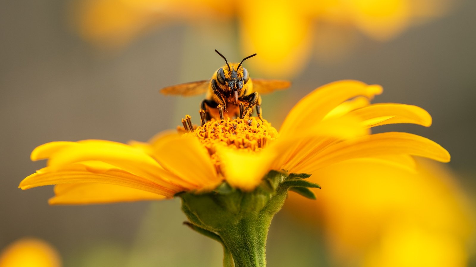 Bee and flower. Close up of a large striped bee collecting pollen on a yellow flower on a Sunny bright day. Macro horizontal photography. Summer and spring backgrounds