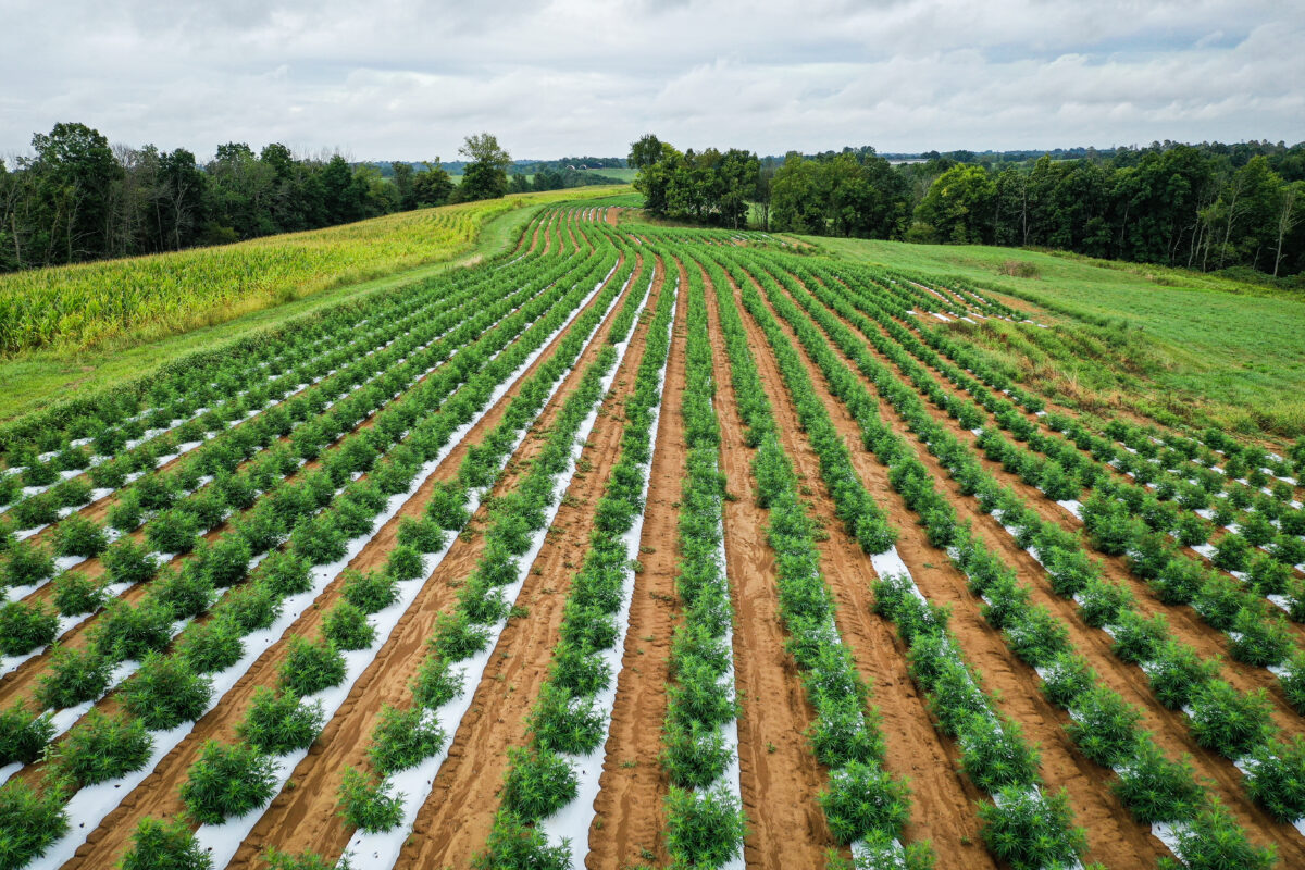 A field full of hemp, which is regarded as a sustainable plant