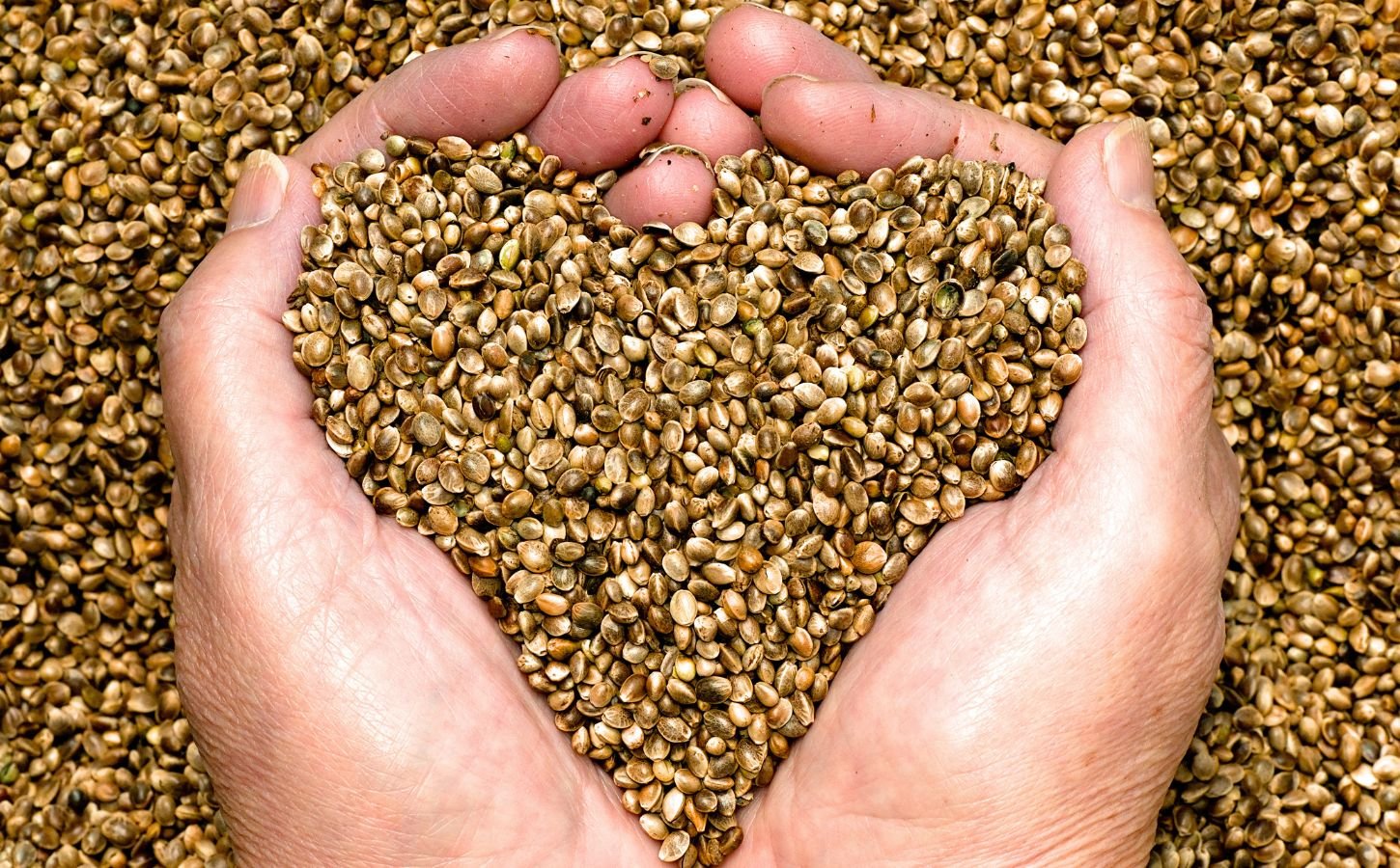 Close up of a person's hands holding a pile of hemp seeds in the shape of a heart