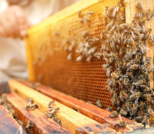 A beekeeper creating environmentally destructive honey