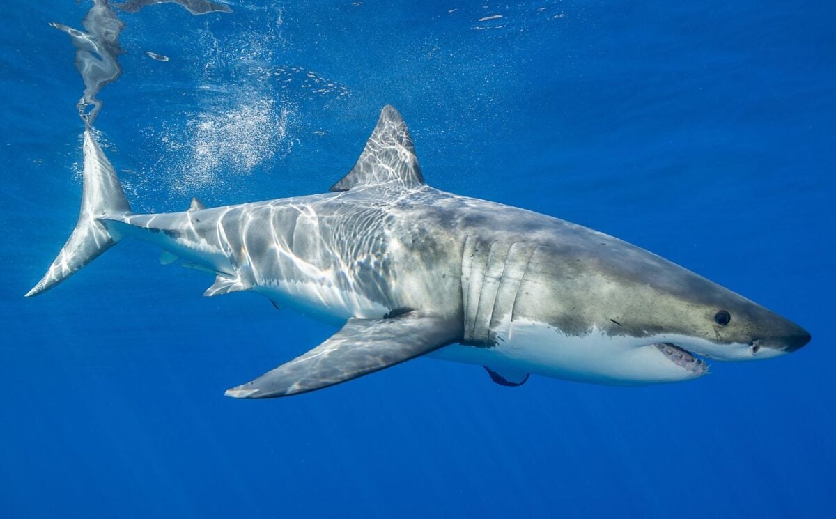 A shark swimming in a blue ocean