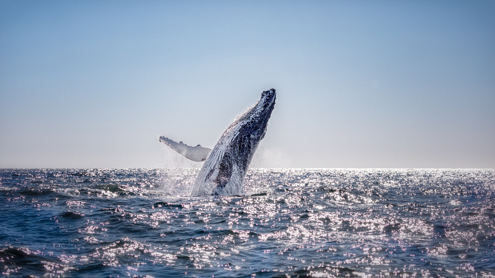 Humpback whale in Australia