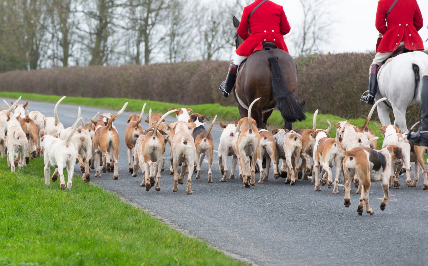 A fox hunt taking place in the UK