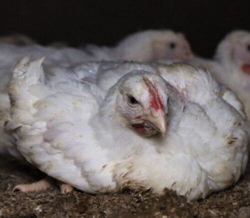 Chickens at an intensive animal farm