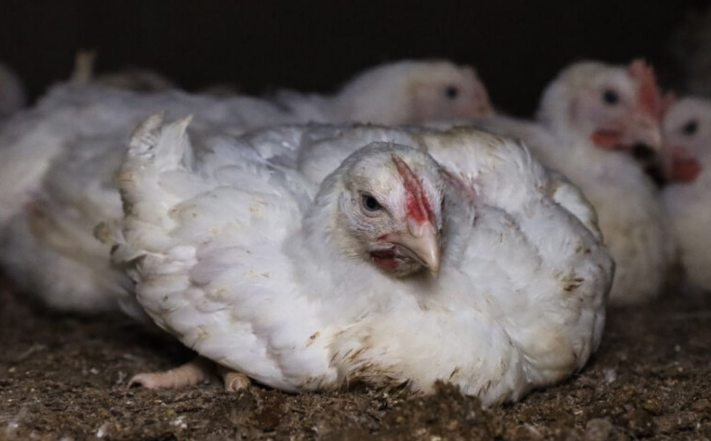 Chickens at an intensive animal farm