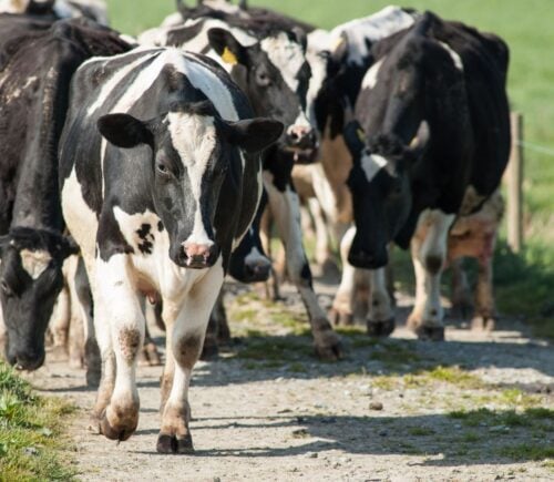 Cows on a cattle farm, which are environmentally destructive