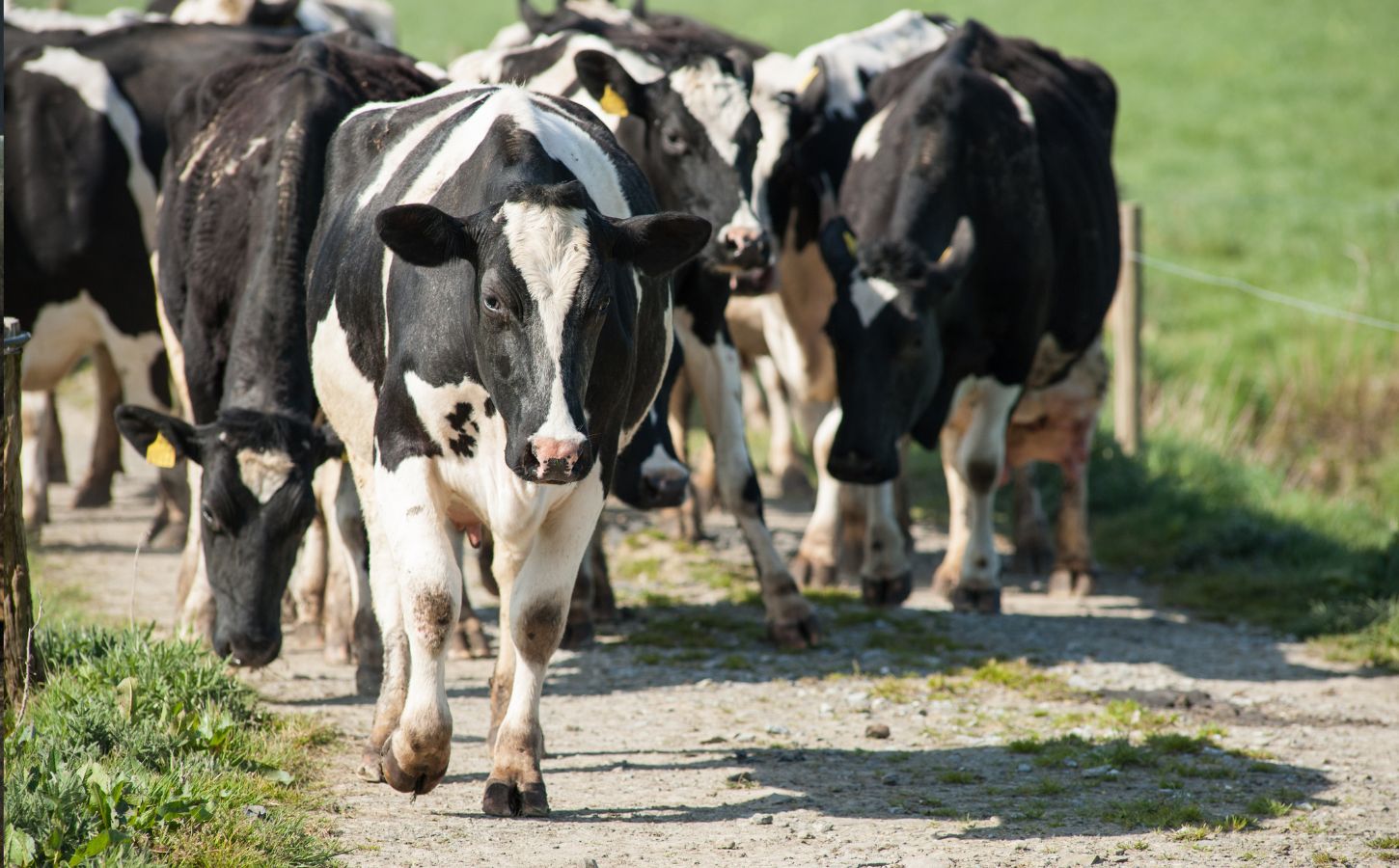 Cows on a cattle farm, which are environmentally destructive