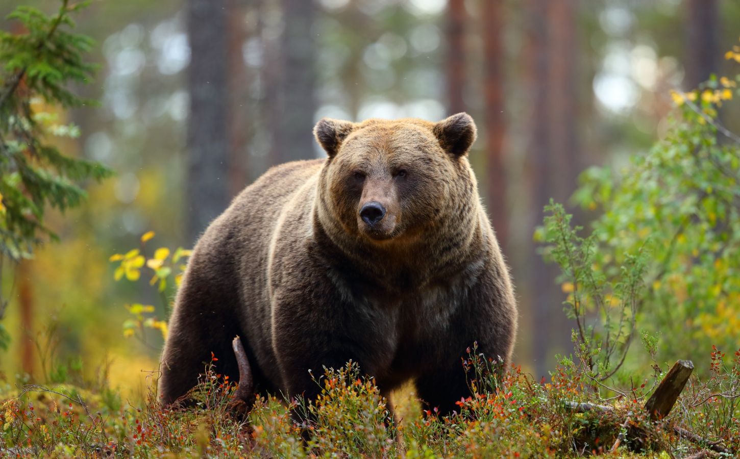 An adult brown bear stood in a forest