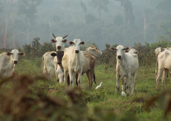 Cows in deforested land in the Amazon rainforest