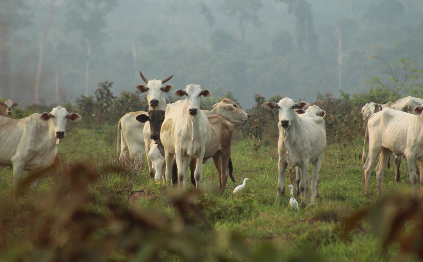 Cows in deforested land in the Amazon rainforest