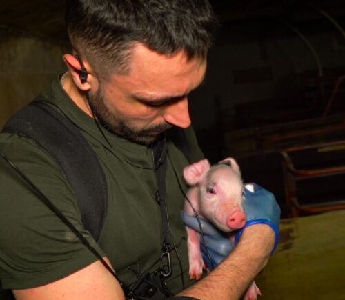 Joey Carbstrong holding a piglet in a UK factory farm, a still from his new film Pignorant