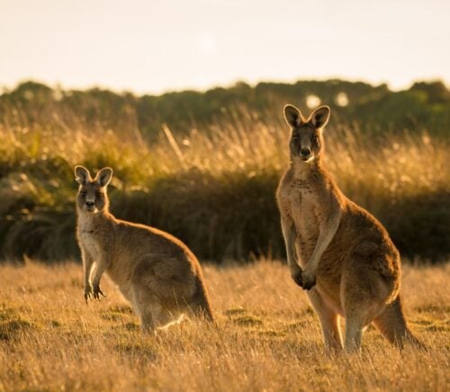 A mother and child kangaroo standing together in a field at sunset