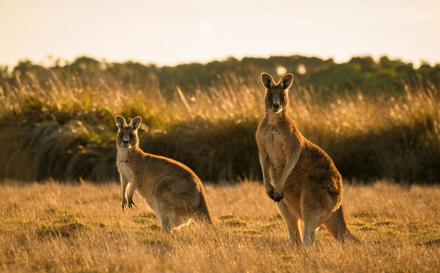 A mother and child kangaroo standing together in a field at sunset