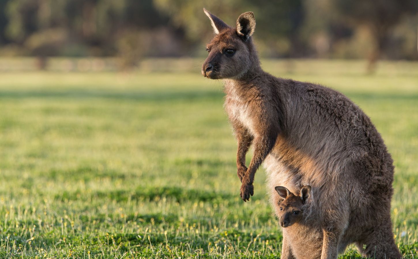 A kangaroo and their joey, a species that was farmed for leather to make Puma's soccer shoes