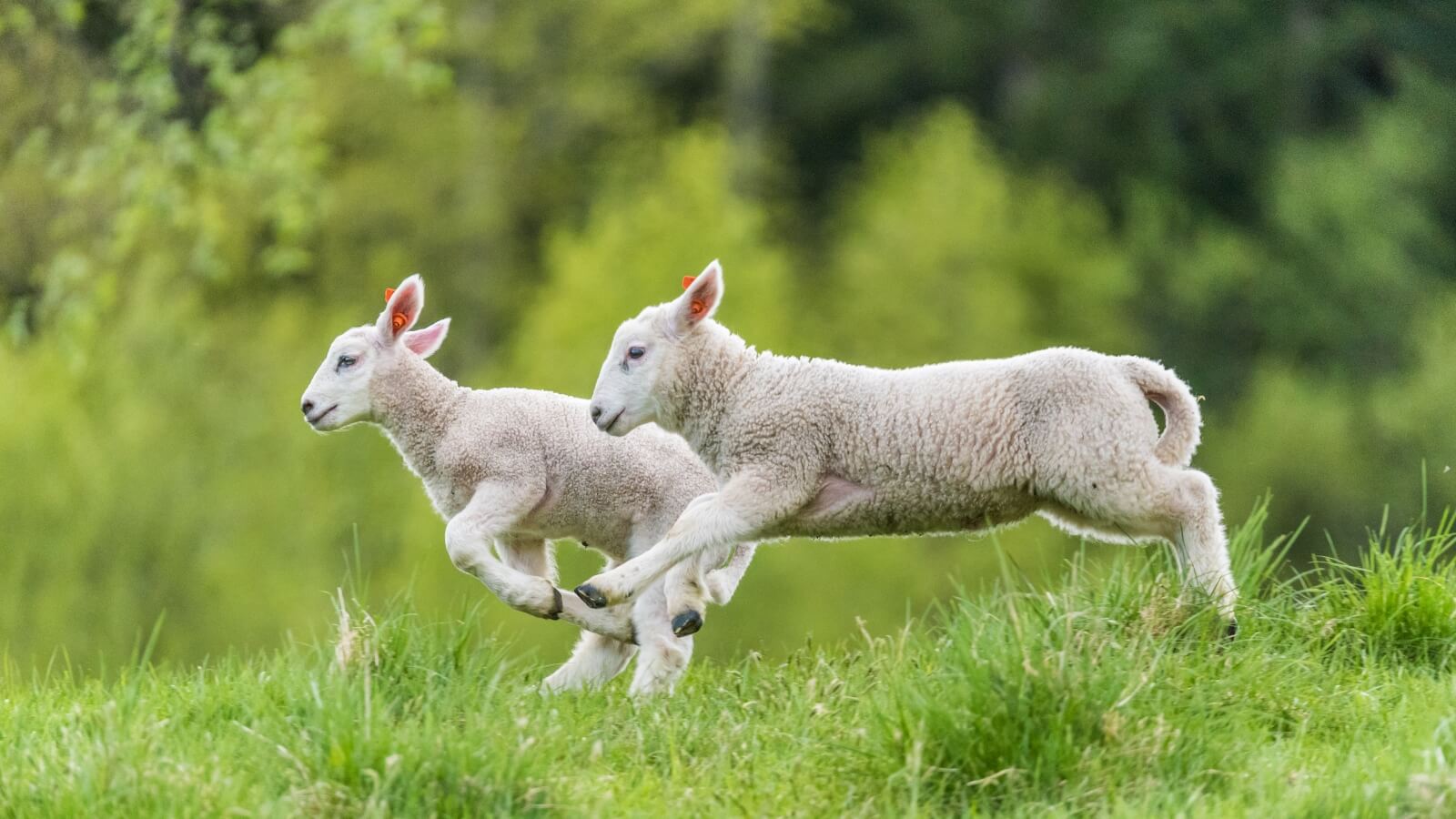 Lambs running in a field