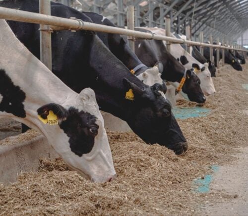 Cows used in the leather industry, which has been accused of animal cruelty and abuse