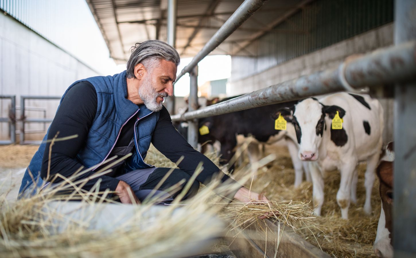 a farmer feeding farmed calves straw