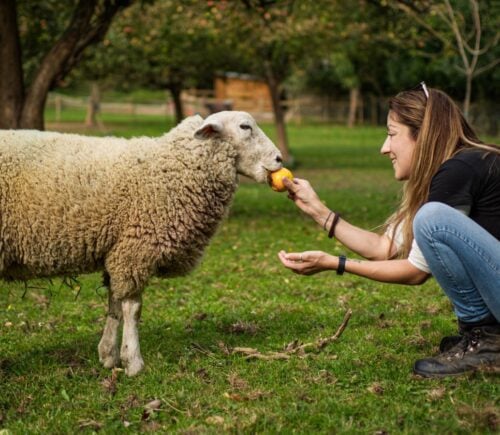 An animal activist feeding a sheep a piece of fruit