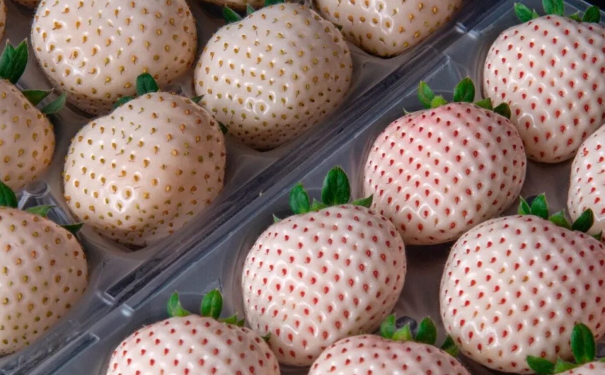 Photo shows a tray of the luxury white strawberries exported by Ikigai Fruits