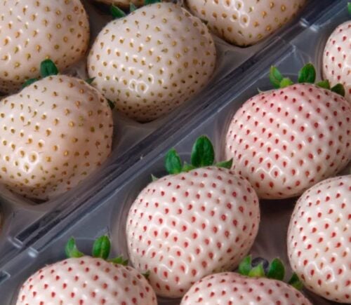 Photo shows a tray of the luxury white strawberries exported by Ikigai Fruits