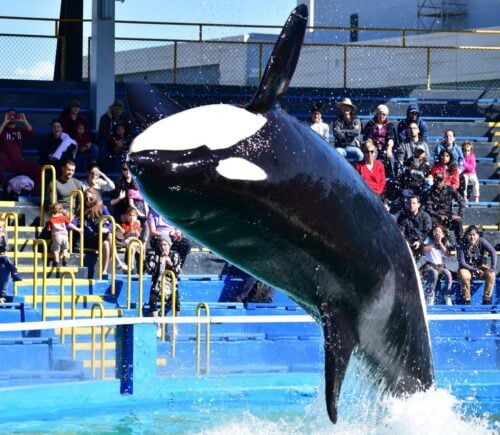 Lolita the orca at Miami Seaquarium, which has now been ordered to close